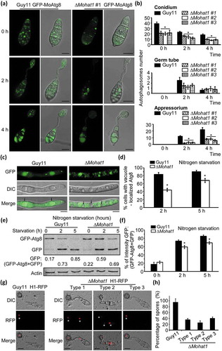 Figure 2. MoHat1 is involved in autophagy. (a) Cellular location of APs during infection-related appressorium development. Conidia were from both wild-type Guy11 and ∆Mohat1 mutant expressing GFP-MoATG8 gene fusion, inoculated onto hydrophobic interface and observed by epifluorescence microscopy at different times (scale bar: 10 μm. (b) Bar chart showing mean AP numbers present in conidia, germ tube and appressorium at 0, 2 and 4 h after germination. Three ∆Mohat1 transformants expressing GFP-MoATG8 gene fusion (∆Mohat1 #1, #2, #3) were used for statistical analysis. Error bars represent SD and asterisks represent significant differences (P < 0.01). (c) The Guy11 (WT) and ∆Mohat1 mutant strains transformed with GFP-MoAtg8 were cultured in MM-N (nitrogen starvation minimal medium) for 2 h, and the autophagy intensity was observed by Axio Observer A1 Zeiss inverted microscope. The arrow points to the vacuole. Scale bar: 5 μm. (d) Autophagy intensity was assessed by means of translocation of GFP-MoAtg8 into vacuoles (n = 100). Bars with asterisks represent significant differences (Duncan’s new multiple range method p < 0.01). (e and f) Immunoblotting was performed with anti-GFP and anti-Actin antibodies. The extent of autophagy was estimated by calculating the amount of free GFP compared with the total amount of intact GFP-Atg8 and free GFP (the numbers underneath the blot). (g) Spores of Guy11 H1-RFP and ∆Mohat1 H1-RFP strains were inoculated at a concentration of 5 × 104 spores/ml onto artificial hydrophobic surfaces and imaged by Axio Observer A1 Zeiss inverted microscope at 24 hpi. Asterisks indicate the nucleus. Scale bar: 10 μm. (h) Percentage of spores containing different number of nuclei in both Guy11 H1-RFP and ∆Mohat1 H1-RFP strains. Mean values were calculated from three independent replicates by counting the nuclei from 100 spores per strain for each replicate. Error bars are standard deviation.