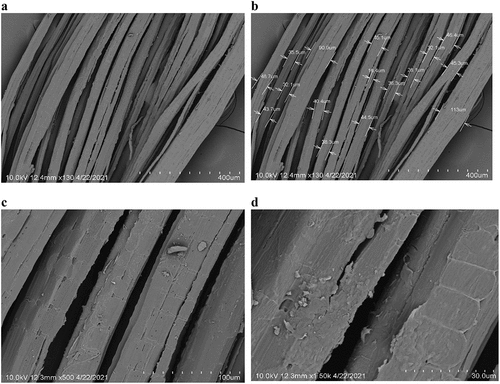 Figure 3. SEM micrographs of cross section of CA fibers at two different magnifications: (a, b) lower magnification and (c, d) higher magnification.