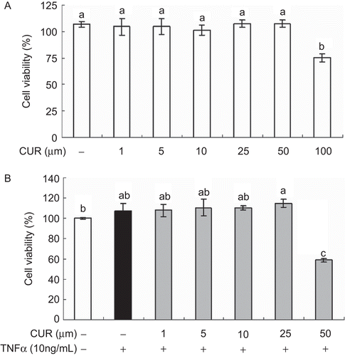 Figure 2.  Effect of curcumin on cell viability in HUVECs. Cell viability was evaluated by MTS assay. (A) HUVECs were treated with different concentration of curcumin for 12 h. (B) HUVECs were pretreated with different concentration of curcumin for 1 h before being incubated with 10 ng/mL TNFα for 12 h. Values are mean ± SD (n = 3). *a-cBars with different letters are significantly different at p <0.05 by Tukey’s test.