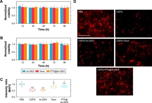 Figure 3 In vitro viability and neuroprotective effect of PTX@Ac-DEX (n=6).Notes: (A and B) Ac-DEX nanoparticles, Taxol®, and PTX@Ac-DEX did not affect the viability of neurons (A) and astrocyte (B) when the concentration of PTX was at 10 nM. (C) Intensity ratio of MAP2 compared with PBS group indicated an improvement of neurite extension in Taxol and PTX@Ac-DEX group. (D) Typical images of axonal regeneration in the presence of CSPG. Scale bar = 200 µm. Data presented as mean ± standard deviation (n=6). The intensity of MAP2 incubated with CSPG and Ac-DEX was compared with the group of PBS, the intensity of MAP2 incubated with Taxol was compared with the group of CSPG, and the intensity of MAP2 incubated with PTX@Ac-DEX was compared with the group of Ac-DEX (*P<0.05, **P<0.01, and ***P<0.001).Abbreviations: Ac-DEX, acetalated dextran; CSPG, chondroitin sulfate proteoglycans; MAP2, microtubule-associated protein-2; PBS, phosphate buffer saline; PTX, paclitaxel.