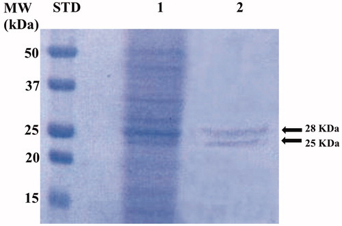 Figure 3. SDS-PAGE of the whole CAs purified by P. tricornutum cellular culture. Lane STD, molecular markers, MW starting from the top: 50, 37, 25, 20, and 15 kDa; Lane 1, diatom cell extract; Lane 2, purified whole CAs from the affinity column purification.