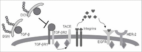 Figure 7. Schematic representation of BGN- and DCN-mediated inhibition of the TGF-β pathway and restriction of HER-2/neu signaling. TGF-β1 binds to its receptors (TGF-βRI and TGF-βR2) and induces phosphorylation of TACE, resulting in its translocation to the cell surface, where TACE induces integrins and cleaves EGFR pro-ligands. EGFR ligands will initiate autocrine and paracrine EGFR signaling, which is amplified in HER2-overexpressing cells (BGNlow/neg HER-2/neu+ cells). In BGNhigh HER-2/neu+ cells, BGN and DCN bind to TGF-β1 and restricts HER-2/neu signaling, thus allowing tumor suppression to occur.