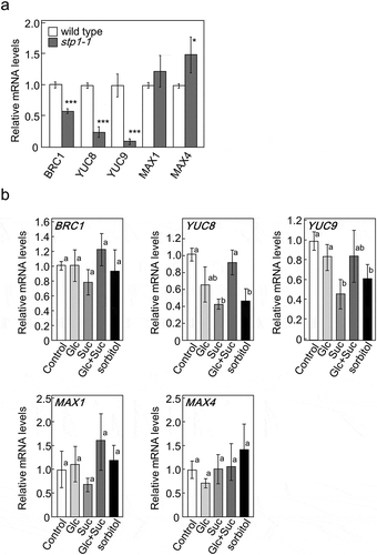 Figure 4. Expression of BRC1 and genes involved in the biosynthesis and responses of auxin or strigolactones in 5-week-old basal tissues of wild-type plants and stp1-1. The expression of target genes in stp1-1 plants is represented relative to wild-type control plants (a) or those in stp1-1 plants treated with various sugars are represented relative to stp1-1 control plants (b). ActinII was used as the internal reference gene. The transcript levels of these genes were measured by qRT-PCR. Error bars indicate SE (n= 6–10). Bars with the same letter are not significantly different from each other (ANOVA, Tukey’s HSD test).