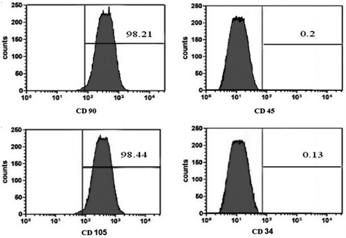 Figure 2. (a, b, c & d): Flow cytometry immunophenotyping results of the isolated bone marrow mesenchymal stem cells. Isolated MSCs were identified to have a positive membrane protein of CD 90 +, and CD 105 + and a negative of CD 34 +, and CD45 + .