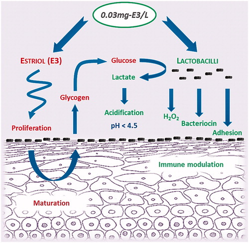 Figure 1. Dual mechanism of action of 0.03 mg estriol/Lactobacillus acidophilus (0.03 mg-E3/L) combinationCitation5,Citation7,Citation66.