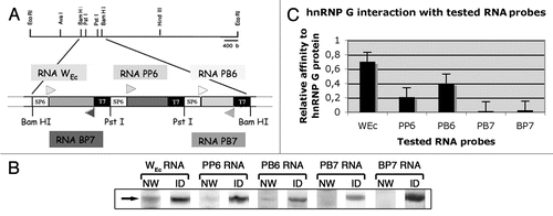 Figure 5 Specific interaction of hnRNP G protein with WEC RNA. (A) Schematic representation of the E. coli subclone from which the tested RNA probes are transcribed in vitro. Arrowheads indicate the direction of transcription; Bam HI, PST I restriction sites and the promoters for the SP6 and T7 polymerases are also indicated. (B) Mono-dimensional Northwestern assay on heLa cell nuclear proteins using WEC RNA and four other different RNAs as 32P-labeled probes. NW, Northwestern assay; ID, immunodetection using anti-hnRNP G. The arrow indicates the hnRNP G protein band at the expected molecular mass of 45 kDa. (C) Representative quantification of the autoradiography signals corresponding to hnRNP G protein from repeated Northwestern assays. Note that while hnRNP G is found to bind two of the control RNAs, these interactions are substantially weaker than the one observed with WEC RNA.