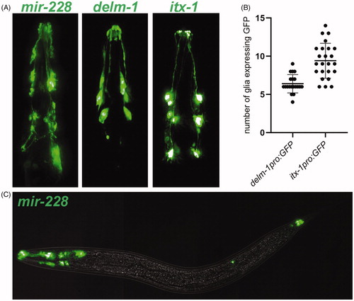 Figure 3. Promoters expressed in combinations of glia. (A) Images of head expression of GFP under control of the pan-glial promoter mir-228 and the variable glial promoters delm-1 and itx-1. (B) Quantification of the number of GFP-expressing glia observed with delm-1 (n = 20) and itx-1 (n = 24) extrachromosomal reporters. Error bars indicate standard deviation. p < 0.0001, unpaired t-test with Welch’s correction. (C) Merged brightfield and fluorescence projections of a whole animal expressing pan-glial mir-228pro:GFP.