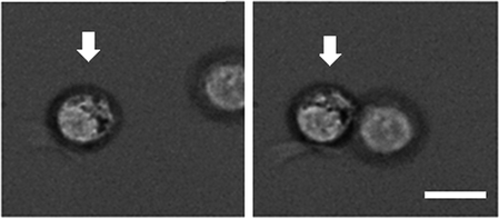 Figure 8 Arranging cells with optical tweezers.