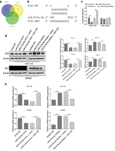 Figure 4. SIX1 was a target gene of miR-513a-5p. (A) The target genes of miR-513a-5p were predicted by miRDB, miRWalk and Targetscan databases. (B) Predicted binding sites for miR-513a-5p on the SIX1 transcript. (C) Luciferase activities were determined in HEK293T cells co-transfected with luciferase reporter containing 3’-UTR of wildtype or mutant SIX1, and miR-513a-5p mimic or inhibitor. Luciferase activity was normalized by renilla luciferase. (D and E) The effect of miR-513a-5p on the expression of SIX1 at mRNA and protein levels were detected by western blot and qRT-PCR. N = 3, all data were represented as mean ± SD. ***p < 0.001.