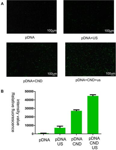 Figure 5 Effect of ultrasound on the DKK-2 gene transfection efficiency of CNDs into LNCaP cells. (A) Fluorescence images of LNCaP cells exposed to plasmid-loaded CNDs, with or without ultrasound irradiation, for 48 h. (B) Average fluorescence intensity from the fluorescence images.