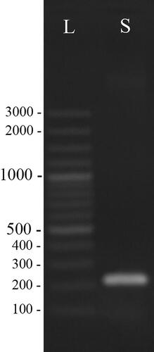 Figure 1. dsRNAs, specific for the NIb genetic region of PVY visualized by gel electrophoresis. L, Ladder (GeneRuler 100 bp Plus DNA Ladder (Thermo Scientific Inc.); S, Sample.