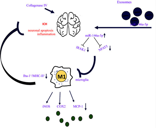 Figure 8 Schematic diagram of BMSCs-miR-146a-5p-Exos effect on brain damage post ICH. Exos derived from BMSCs loaded with miR-146a-5p could effectively alleviate brain injuries post ICH by reducing neuronal apoptosis and inflammation. BMSCs-miR-146a-5p-Exos exerts its anti-inflammation by inhibiting the M1 polarization of microglia thereby reducing the levels of pro-inflammatory factors including iNOS, COX2 and MCP-1 secreted by M1 microglia. Molecular mechanism of BMSCs-miR-146a-5p-Exos alleviating ICH may be associated with the inhibition of the expression of IRAK1 and NFAT5.