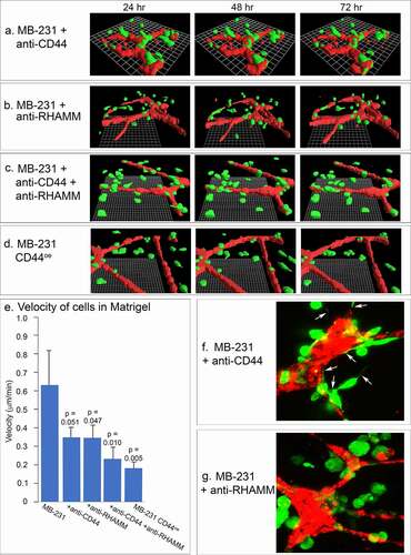 Figure 11. The effects of anti-CD44 and anti-RHAMM on the behavior of MB-231 cells in the proximity of a HUVEC network. (a,b,c) J3D-DIAS reconstructions of MB-231 cells and HUVEC networks, between 24 and 72 hours of incubation, treated with anti-CD44 mAb (H4C4), anti-RHAMM pAb (anti-RHAMM/CD168), and a combination of the two Abs, respectively. (d) J3D-DIAS reconstructions of MB-231 cells overexpressing CD44 (MB-231 CD44°e) in proximity of HUVEC networks. (e) Velocity of MB-231 cells, antibody treated cells and CD44 overexpressor cells in the vicinity of a HUVEC network. Single cell velocity of untreated MB-231 cells, and MB-231 cells treated with anti-CD44 mAb, anti-RHAMM pAb, a combination of the two antibodies, and MB-231 cells overexpressing CD44. Values provided are means ± standard deviations. P-values against normal, untreated MB-231 cells were computed by Student’s t-test. (f) Representative MB-231 cells treated with anti-CD44 mAb form filopodia toward HUVECs. (g) Representative MB-231 cells treated with anti-RHAMM pAb do not form filopodia toward HUVECs