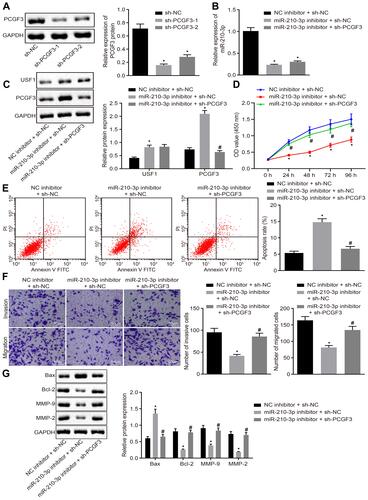 Figure 5 miR-210-3p facilitates A549 cell viability, migration, and invasion but induces apoptosis by inhibiting PCGF3. (A) Two pieces of sh-PCGF3 were designed and independently delivered into A549 cells to construct USF1 knockdown A549 cells. (B) Real-time qPCR examined the expression of miR-210-3p in A549 cells treated with miR-210-3p inhibitor alone or with sh-PCGF3. (C) Immunoblots and quantification of USF1 and PCGF3 in A549 cells treated with miR-210-3p inhibitor alone or with sh-PCGF3. (D) Viability of A549 cells treated with miR-210-3p inhibitor alone or with sh-PCGF3 was examined by CCK-8 assays. (E) Apoptosis of A549 cells treated with miR-210-3p inhibitor alone or with sh-PCGF3 was analyzed by flow cytometry. (F) Representative view (×200) of A549 cells treated with miR-210-3p inhibitor alone or with sh-PCGF3 migrating from upper into lower chambers and statistics of migrating cells; Representative view (× 200) of cells invading from Matrigel-coated chambers into lower wells and statistics of invading cells. (G) Immunoblots and quantification of Bax, Bcl-2, MMP-2, and MMP-9 in A549 cells treated with miR-210-3p inhibitor alone or with sh-PCGF3. *p < 0.05 compared to sh-NC or NC inhibitor + sh-NC and #p < 0.05 compared to miR-210-3p inhibitor + sh-NC by ANOVA adjusted by Tukey’s test or by repeated measurements ANOVA adjusted by Bonferroni test (only for D).