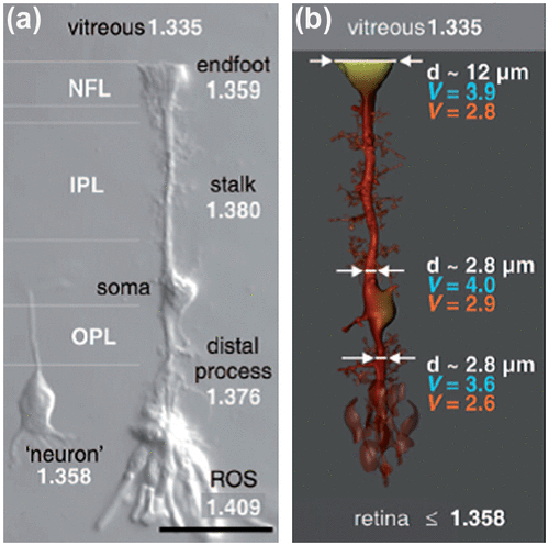 Figure 27. (a) Müller cell shape and local refractive index along its different sections and photoreceptor outer segment (ROS) (Scale bar 25 μm). (b) Diameter and V parameter for 700 nm (red) and 500 nm (blue) are shown at indicated sites of the Müller cell. Note that the light-guiding capability remains fairly constant although the diameters and refractive indices change along the cell. Source: Franze et al. 2007, reproduced with permission from PNAS, Copyright (2004) National Academy of Sciences, U.S.A.