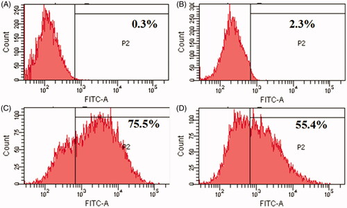 Figure 6. Flow cytometry analysis for cellular uptake of siRNA-loaded cyclic peptide in HCT 116 cells: (A) control cells, (B) only siRNA, (C) CP I with siRNA and (D) CP III with siRNA.