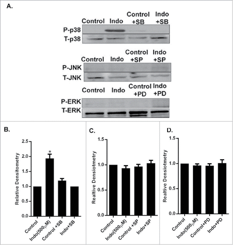 Figure 3. Evaluation of MAPK phosphorylation in MKN-28 cells in the presence of indomethacin. (A) Indomethacin-induced phosphorylation of p38 MAPK was blocked by pretreatment with the p38 MAPK inhibitor SB-203580. Similarly the indomethacin induced phosphorylation of JNK and ERK was also blocked by SP-600125 and PD-98059 respectively. Indomethacin-treated cells, though, showed phosphorylation of ERK, it was not significantly different from the control cells. (*p < 0.05 vs. control). (B) Relative densitometry of phosphorylated p38 MAPK as compared to total p38 MAPK. The data are represented as the average of more than 3 identically treated monolayers from 3 independent experiments. The data are presented the same way for the other MAPK analyses in parts C and D. (C) Relative densitometry of phosphorylated JNK as compared to total JNK. (D) Relative densitometry of phosphorylated ERK as compared to total ERK.