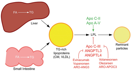 Figure 1. TG-rich lipoprotein metabolism and novel drug targets. TG-rich lipoproteins are assembled from FA in the liver or intestine. CM are made in the small intestine and released into circulation via the lymphatic system, whereas VLDL is made in the liver and released directly into the blood stream. Both types of TG-rich lipoproteins are hydrolyzed by circulating LPL into respective remnant particles. CM remnants provide substrate for assembly of VLDL precursors in the liver, so completely impaired LPL function as in familial chylomicronemia syndrome is actually associated with deficiency of VLDL. In contrast, partially impaired LPL activity in multifactorial chylomicronemia syndrome is associated with elevations in CM, VLDL and their respective remnants. Several proteins modulate LPL activity and are targets for novel pharmacologic therapies for chylomicronemia. Most notably, apo C-III inhibits LPL activity and is the target of apo C-III antagonists (e.g. volanesorsen, olezarsen and ARO-APOC3). ANGPTL3 also inhibits LPL, as well as endothelial lipase activity, and antagonists of ANGPTL3 (e.g. evinacumab, vupanorsen and ARO-ANG3) are in development for the treatment of primary chylomicronemia. ANGPTL4 is another antagonist of LPL that may be a potential target for chylomicronemia treatment. Apo C-II is a co-factor for LPL and apo A-V stabilizes the LPL-apo C-II complex.