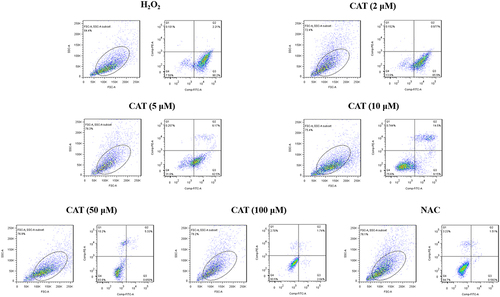 Figure 3 Effect of catalpol on apoptosis of model cells damaged by oxidation. Flow cytometry for evaluating the effect of catalpol on apoptosis in H2O2 treated L929 cells.