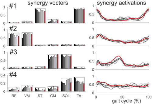 Figure 2. Muscle synergies during treadmill (in red) and Lokomat walking (gray scale) at different GF and BWS conditions (averages computed over all subjects). Synergy activations were normalized by their maximum before averaging.