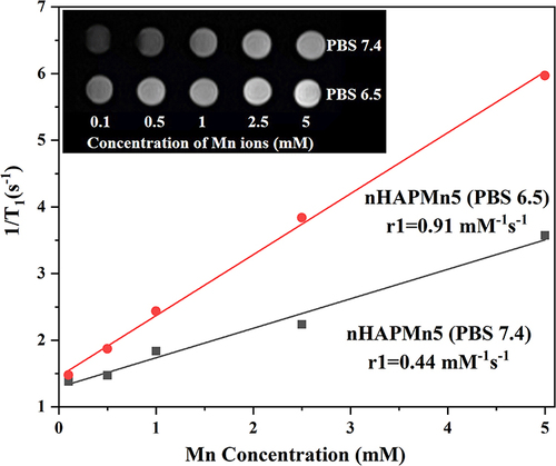 Figure 10 In vitro MRI studies of nHAPMn5 treated with PBS (pH 6.5 and 7.4). Inset: T1-weighted MR images of nHAPMn5 at various Mn ions concentrations (0, 0.25, 0.5, 1.5, and 2.5 mM) and different PBS conditions (pH 6.5 and 7.4).