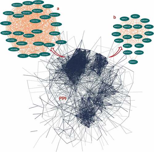 Figure 1. Protein-protein interaction (PPI) network construction of age-line-related genes (ALRGs) in GSE47881 dataset by the STRING database (https://string-db.org/). (a) The first Cluster proteins (MCODE Cluster score = 30.8) and (b) the second cluster proteins (MCODE Cluster score = 15.6) associated with mitochondrial function