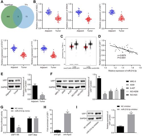 Figure 3 Transcription factor USF1 is the target gene of miR-210-3p in A549 cells. (A) Venn plot showing 5 common transcription factors as putative miR-210-3p targets, ASCL1, SIN3A, USF1, STAT1, and YY1 between the hTFtarget database (http://bioinfo.life.hust.edu.cn/hTFtarget#!/) and TargetScan database (http://www.targetscan.org/vert_71/). (B) Real-time qPCR examined the expression of ASCL1, SIN3A, USF1, STAT1, and YY1 in 50 tumor lung tissues compared to matched tumor-free lung tissues. (C) USF1 was poorly expressed in lung adenocarcinoma and lung squamous cell carcinoma compared to normal tissues in TCGA and GTEx databases (http://gepia2.cancer-pku.cn/#index). (D) Pearson’s correlation analysis demonstrated a negative correlation between the expression of miR-210-3p and USF1 in lung cancer tissues. (E and F) Immunoblots and quantification of USF1 in tumor lung tissues (n = 50), matched tumor-free lung tissues (n = 50), lung cancer cell lines (A549, A-427, NCI-H209, and NCI-H23), and MRC-5. (G) Luciferase activity at the promoter of the reporter gene containing USF1-Wt and USF1-Mut in response to miR-210-3p-mimic treatment in HEK-293T cells. (H) USF1 was enriched at the AGO2 promoter region in the immunoprecipitation using anti-AGO2 antibody relative to normal IgG. (I) Immunoblots and quantification of USF1 in A549 cells treated with miR-210-3p inhibitor. *p < 0.05 compared to matched tumor-free lung tissues by paired t-test, to MRC-5 by ANOVA adjusted by Tukey’s test, to NC mimic, normal IgG, and NC inhibitor by unpaired t-test.