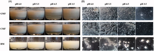 Figure 1. Phase separation as observed in beakers (A) and aggregates as observed under stereomicroscope (B) during gastric digestion simulating infant conditions.