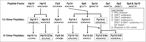 Figure 8. Summary of functional epitope analyses. Results from 3 functional analyses are summarized according to frequency of HIV+ (lanes 1–4) or HIV− (lane 5) responders and are shown as (+) for frequency of >25 % responders, (±) for 19–25% responders, (−) for <19% responders, or as (*) for not available. Each lane, abridged in the insert, shows the ability of the peptide pool or peptide to stimulate an IFNγ response (lane 1), CD8+ T-cell proliferation (lane 2), and CD4+ T-cell proliferation (lane 3). Lane 4 denotes the ability to induce cytotoxin(s) in only CD8+ T cells (+) or in both CD8+ and CD4+ T cells (++) by 4 or more HIV+ subjects when at least 9 subjects tested. In lane 5, the positive result (+) indicates substantial frequency of proliferation responses from HIV− subjects and may indicate a safety concern; whereas a negative result (−) indicates no substantial HIV− response to the peptide pool or peptide. Positive response of HIV− control had CD8+ T-cell proliferation response in 30–42% of HIV− subjects. The large 13–15mer peptides with the best CMI responses without stimulation in HIV− subjects are shown with dashed boxes, while the best small peptides are shown with solid boxes. Therefore, Hp15–1, Hp15–2/3a, Fp14–4, Fp14–1b, Fp14–3/4e, and Fp14–3/4f peptides appear to contain the best potential epitopes to target for use as HIV immunogens.