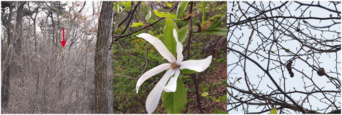Figure 2. Inflorescence formation and fructification of M. kobus were confirmed in all the survey sites. A M. kobus individual in Bukhansan (a), a flower in Bonjesan (b), and a follicle in Yongwangsan (c).
