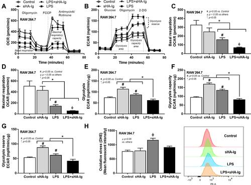 Figure 6 Analysis of cellular energy metabolism and ROS production in macrophages (RAW264.7 cells) treated with different conditions. Characteristic of macrophages after 24 h activation by media control, sHA-Ig, LPS and LPS with sHA-Ig (LPS+sHA-Ig) as indicated by the pattern of extracellular flux analysis on mitochondrial stress test using OCR (A) and glycolysis stress test by ECAR (B) with the graph presentation of several cell-energy parameters (C–H) and the intracellular ROS using DHE fluorescent dye (neutralized by Hoechst nuclear staining dye) with the representative flow cytometry patterns (H) are demonstrated (three independent experiments were performed). Columns represent mean values ± SEM. # p < 0.05 compared to the control group. * p < 0.05 compared to the indicated group. ɸ p < 0.05 compared to others.