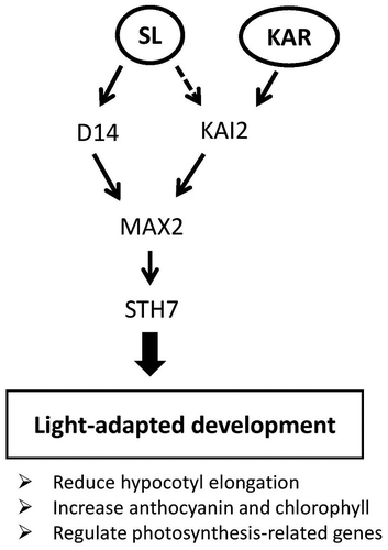 Fig. 9. Working model of strigolactone (SL) and karrikin (KAR) effects on light-adapted development or photomorphogenesis.