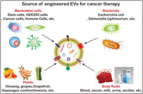 Figure 5. Source of functionalized EVs. EVs can be produced by almost all prokaryotic and eukaryotic, and plant cells, and are widely present in body fluids such as blood, urine, ascites and milk, etc.