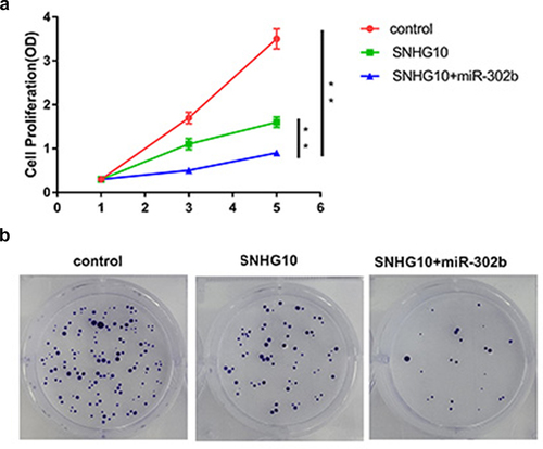 Figure 5. SNHG10 and miR-302b regulates the proliferation and colony formation of BT-549 cell apoptosis. The proliferation (a) and colony formation of BC cells transfected with SNHG10 or co-transfected with SNHG10 and a miR-302b mimic was evaluated using the CCK-8 assay and colony formation assay, respectively. Colony formation assay (b) was used to evaluate the proliferation of TNBC cells transfected with SNHG10 or co-transfected with SNHG10 and a miR-320b mimic. **, p < 0.01.