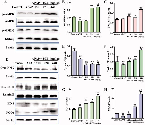 Figure 4. Effects of BZE on the AMPK/GSK3β–Nrf2 antioxidant signalling pathway. (A, D) The representative protein bands; (B, C and E–H) relative expression levels of p-AMPK, p-GSK3β, Nrf2 (cytoplasm), Nrf2 (nuclear), HO-1 and NQO1 (means ± SD, n = 3); #p < 0.05, ##p < 0.01 compared to control group; *p < 0.05, **p < 0.01 compared to APAP group. APAP: acetaminophen; BZE: extract of Bianliang ziyu flower.