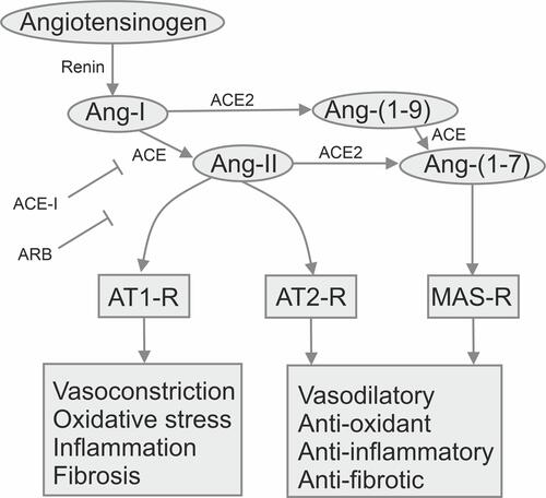 Figure 1 The scheme of the renin–angiotensin–aldosterone system.