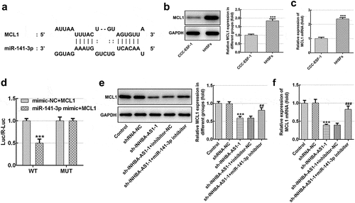 Figure 4. MCL1 is a direct target gene of miR-141-3p. (a) Binding region between miR-141-3p and MCL1. (b) MCL1 protein expression and (c) mRNA expression was tested using western blot analysis and RT-qPCR, respectively. ***P < 0.001 vs. CCC-ESF-1. (d) Relative luciferase activities were detected in hHSFs. ***P < 0.001 vs. mimic-NC+MCL1. (e) MCL1 protein level and (f) mRNA level were determined using western blot analysis and RT-qPCR, respectively. ***P < 0.001 vs. shRNA-NC; ##P < 0.01, ###P < 0.001 vs. sh-INHBA-AS1-1+ inhibitor-NC. hHSFs, human hypertrophic scar fibroblasts; sh, short hairpin; NC, negative control; WT, wild-type; MUT, mutant