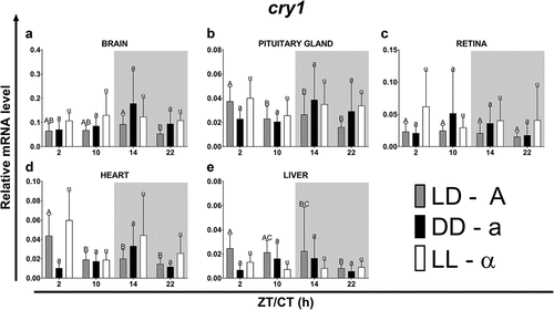 Figure 4. Diurnal changes in the expression of the cry1 in various organs of common carp. Relative levels of cry1 mRNA at different time points in the brain (a), pituitary gland (b), retina (c), heart (d) and liver (e) of fish kept under LD (12L:12D, gray bars), DD (0L:24D, black bars) and LL (24L:0D, white bars) light regimes. Data obtained from RT-qPCR analysis are shown as mean ± SEM (n = 8). The 40S ribosomal protein s11 gene served as the reference housekeeping gene. When significant (Kruskal-Wallis test or one-way ANOVA, p < .05), differences between time points are indicated by different letters (A, B, C for LD; a, b, c for DD and α, β for LL).