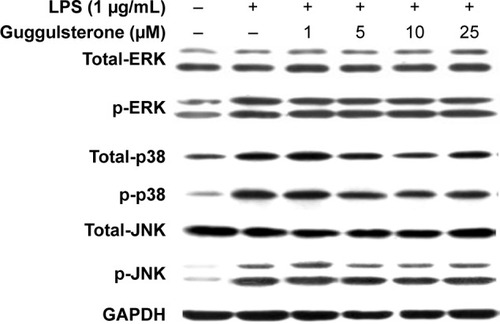 Figure 3 Effect of GS on phosphorylation of ERK1/2, JNK, and p38 in LPS-stimulated Raw264.7 cells.