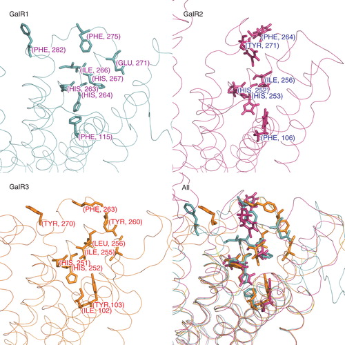 Figure 4. Amino acid residues in galanin receptors binding sites found in functional assays are shown separately for each receptor subtype (sticks). The last panel shows all structures superimposed. This Figure is reproduced in colour in Molecular Membrane Biology online.