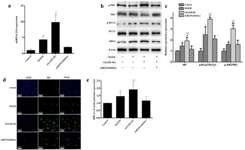 Figure 5. GLGZD activates the miR210/HIF1α/VEGF signalling pathway in HUVECs after OGD/R. (a) The expression of miR210 mRNA was determined by quantitative RT-PCR in HUVECs for each group. (b) Western blotting results for relative protein expression of HIF1α/PKC signalling pathway in HUVECs for each group. (c) Images of HIF immunofluorescence staining of HUVECs in different groups (×200, scale bar = 100 μm). Data are presented as mean ± SD. *p < 0.05 vs. control, #p < 0.05, ##p < 0.01 vs. OGD/R, Δp < 0.05, ΔΔp < 0.01 vs. miR210 inhibitor.