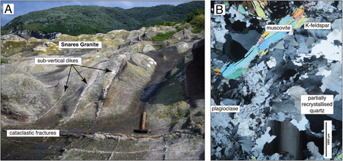 Figure 5 A, Snares Granite in Station Cove on North East Island. The granite is cut by pegmatite and aplite granite dykes that, in turn, are cross-cut by cataclastic fractures containing carbonate. The dykes and fractures have systematic orientations (see Fig. 2); B, In crossed-polarised light, Snares Granite shows evidence of subsolidus deformation such as strained and partially recrystallised quartz, deformed mica and partially recrystallised feldspar.