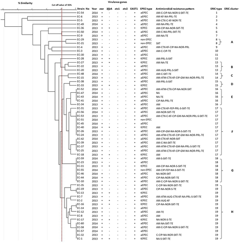 Figure 2 UPGMA dendrogram of the genetic relationships among 60 isolates of EPEC isolated from humans between 2013 and 2014 in the Eastern Province of Saudi Arabia. The arrow above percentage similarity scale indicates the cutoff value of 90% for cluster analysis.