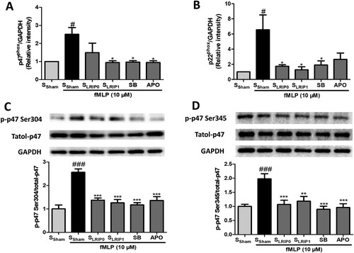 Figure 3. The inhibiting effects of LRIP serum on activation of neutrophil NADPH oxidase. qPCR results showed the mRNA expression of p47phox (A) and (B) p22phox, GAPDH was used as the internal control, (n = 3); (C–D) Western bolt analysis of p47phox phosphorylation at Ser 304 and Ser 345 of neutrophils (n = 5). Data are expressed as mean ± SEM, ###P < .001 vs. SSham, #P < .05 vs. SSham, ***P < .001 vs. SSham + F, **P < .01 vs. SSham + F, *P < .05 vs. SSham + F.