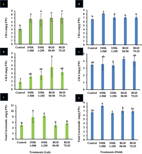 Figure 3. Analysis of pigments in SMK- and BGD-treated plants. (a) Chl a in lab conditions, (b) Chl b in lab conditions, (c) carotenoids in lab conditions, (d) Chl a in field conditions, (e) Chl b in field conditions, (f) carotenoids in field conditions. The data are expressed as mean ± standard deviation of three replicates. The bars labeled with different alphabets are statistically significantly different at p < 0.005.