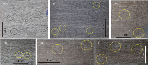 Fig. 3  Large and small Phycosiphon incertum. (a) – (c) Large P. incertum, showing more or less cylindrical cores, U-shaped lobes, fish-hook shapes and paired holes. Dark tubes are surrounded by a lighter mantle; in (a) and (b) this is interval 2; in (c) it is interval 1. (d) – (f) Small P. incertum, showing more or less cylindrical cores, usually flattened; in (d) this is interval 2; in (e) and (f) it is interval 1.