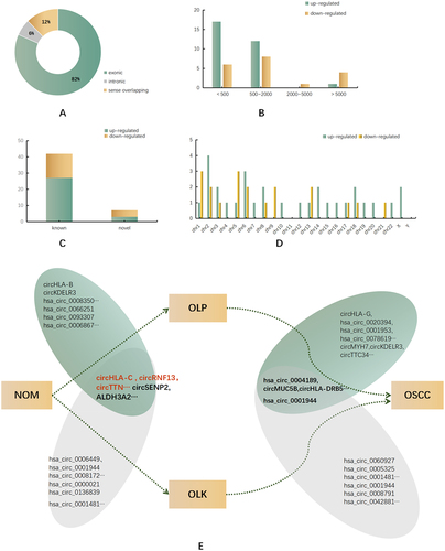 Figure 3. Distribution of the characteristics of significantly dysregulated circRnas.