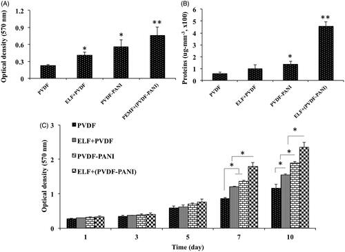 Figure 3. Cell attachment (A) and protein adsorption (B) assays of the fabricated PVDF and PVDF-PANI nanofibrous scaffold at the presence and absence of the PEMF exposure. The viability and proliferation rate of the DPSCs during 10 days to display non-toxicity and biocompatibility of the PVDF and PVDF-PANI scaffolds and PEMF exposure under basal medium. The significant differences (p<.05) between groups are indicated with star sign.