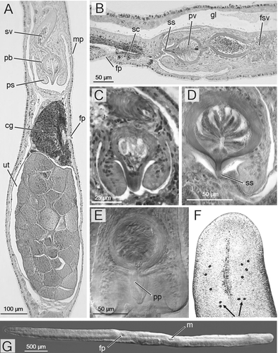 Figure 1. A, B, F, G,Theama mediterranea sp. nov. A, sagittal section of holotype (SMNH‐6659), ventral side to the right; B, paratype (SMNH‐6660); F, head of a living specimen, Le Brusc, France; arrows point to the cerebral eyes (photo courtesy of B. Sopott Ehlers); G, SEM picture of an adult specimen from the type locality, ventral view; head to the right. C, Theama occidua: paratype AZM‐P378, copulatory organ. D, E, Theama evelinae, copulatory organ of SMNH‐5076 b, sagittal section (D) and SMNH‐5076 e, whole mount (E).