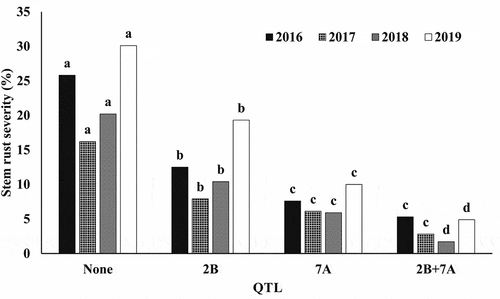 Fig. 3 Individual and combined effects of stem rust resistance QTL located on chromosome 2B associated with the SNP marker Tdurum_contig29563_197 and 7A with Tdurum_contig59633_56 in Njoro, Kenya. Bars with the same letter within experiment (2016–2019) are not significantly different according to the Duncan’s Multiple Range test at P = 0.05.